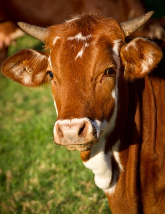 Agriculture & Animal Health