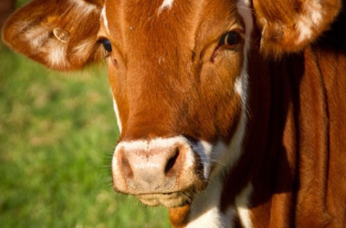 Agriculture & Animal Health